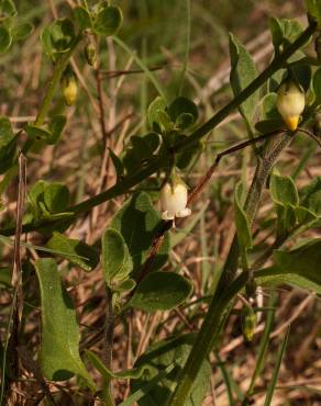 Fotografia 6 da espécie Salpichroa origanifolia no Jardim Botânico UTAD