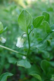 Fotografia da espécie Salpichroa origanifolia