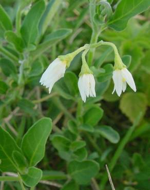 Fotografia 8 da espécie Salpichroa origanifolia no Jardim Botânico UTAD