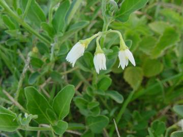 Fotografia da espécie Salpichroa origanifolia