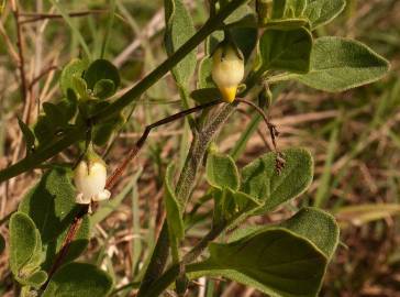 Fotografia da espécie Salpichroa origanifolia