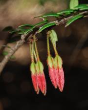 Fotografia da espécie Agapetes serpens