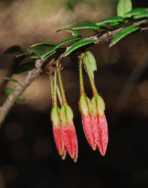 Fotografia 1 da espécie Agapetes serpens no Jardim Botânico UTAD