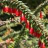 Fotografia 7 da espécie Agapetes serpens do Jardim Botânico UTAD