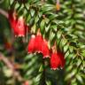 Fotografia 8 da espécie Agapetes serpens do Jardim Botânico UTAD