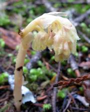 Fotografia da espécie Monotropa hypopitys