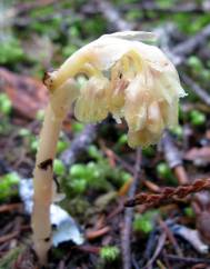 Monotropa hypopitys