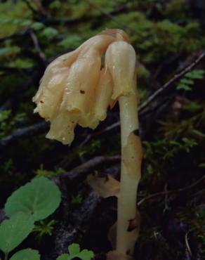 Fotografia 4 da espécie Monotropa hypopitys no Jardim Botânico UTAD