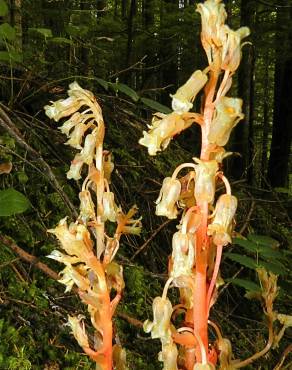 Fotografia 5 da espécie Monotropa hypopitys no Jardim Botânico UTAD