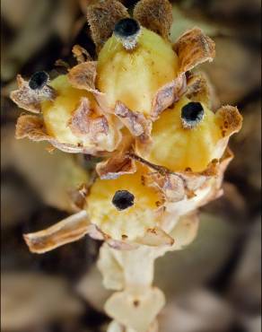 Fotografia 8 da espécie Monotropa hypopitys no Jardim Botânico UTAD