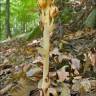 Fotografia 11 da espécie Monotropa hypopitys do Jardim Botânico UTAD