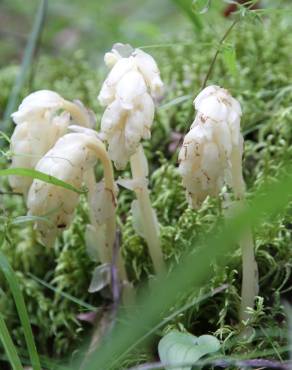 Fotografia 12 da espécie Monotropa hypopitys no Jardim Botânico UTAD