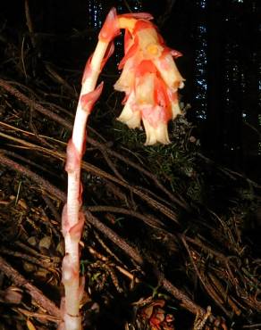 Fotografia 13 da espécie Monotropa hypopitys no Jardim Botânico UTAD