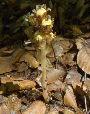 Fotografia 14 da espécie Monotropa hypopitys no Jardim Botânico UTAD