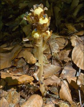 Fotografia 14 da espécie Monotropa hypopitys no Jardim Botânico UTAD