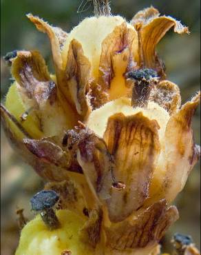 Fotografia 15 da espécie Monotropa hypopitys no Jardim Botânico UTAD