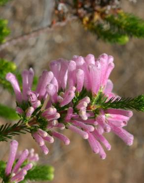 Fotografia 1 da espécie Erica verticillata no Jardim Botânico UTAD