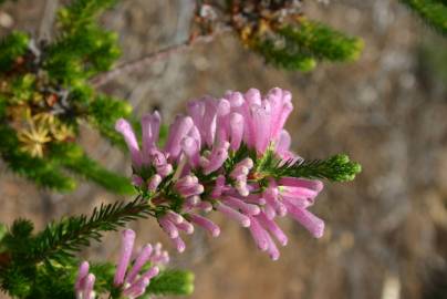 Fotografia da espécie Erica verticillata