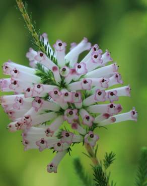 Fotografia 3 da espécie Erica verticillata no Jardim Botânico UTAD