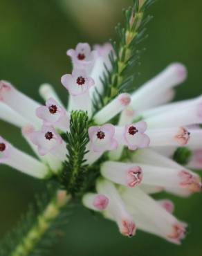 Fotografia 4 da espécie Erica verticillata no Jardim Botânico UTAD