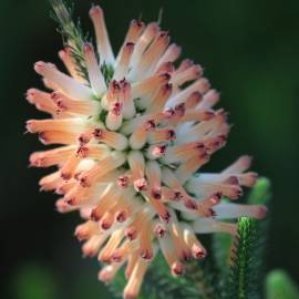 Fotografia da espécie Erica verticillata