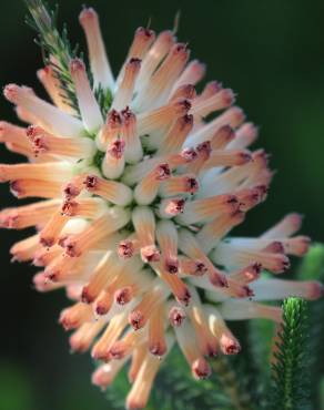 Fotografia 6 da espécie Erica verticillata no Jardim Botânico UTAD