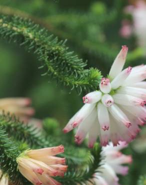 Fotografia 7 da espécie Erica verticillata no Jardim Botânico UTAD