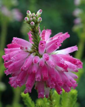 Fotografia 8 da espécie Erica verticillata no Jardim Botânico UTAD