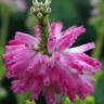 Fotografia 8 da espécie Erica verticillata do Jardim Botânico UTAD