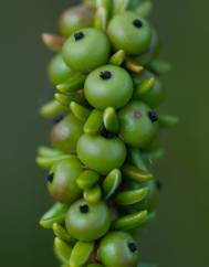 Empetrum nigrum subesp. nigrum