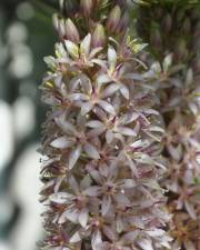 Fotografia da espécie Eucomis autumnalis