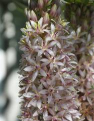 Eucomis autumnalis