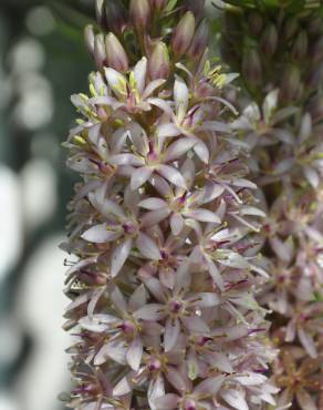 Fotografia 1 da espécie Eucomis autumnalis no Jardim Botânico UTAD