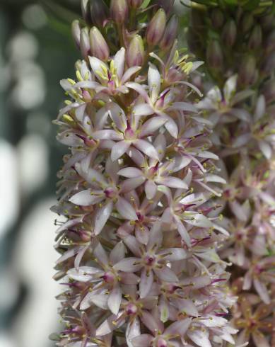 Fotografia de capa Eucomis autumnalis - do Jardim Botânico