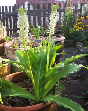 Fotografia 4 da espécie Eucomis autumnalis no Jardim Botânico UTAD