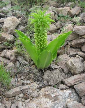 Fotografia 5 da espécie Eucomis autumnalis no Jardim Botânico UTAD