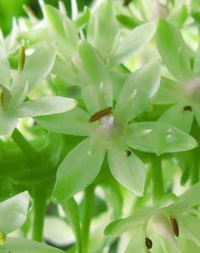 Fotografia 6 da espécie Eucomis autumnalis no Jardim Botânico UTAD