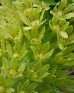 Fotografia 7 da espécie Eucomis autumnalis no Jardim Botânico UTAD