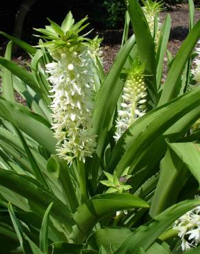 Fotografia 8 da espécie Eucomis autumnalis no Jardim Botânico UTAD