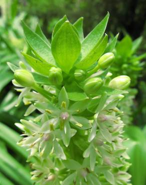 Fotografia 9 da espécie Eucomis autumnalis no Jardim Botânico UTAD