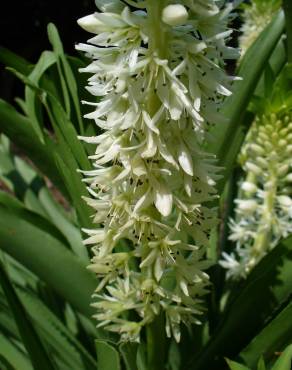 Fotografia 10 da espécie Eucomis autumnalis no Jardim Botânico UTAD