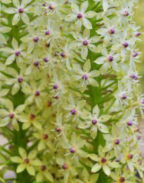 Fotografia 11 da espécie Eucomis autumnalis no Jardim Botânico UTAD