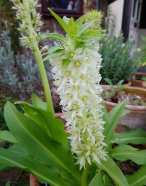 Fotografia 13 da espécie Eucomis autumnalis no Jardim Botânico UTAD