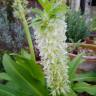 Fotografia 13 da espécie Eucomis autumnalis do Jardim Botânico UTAD