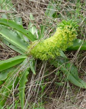 Fotografia 14 da espécie Eucomis autumnalis no Jardim Botânico UTAD