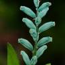 Fotografia 1 da espécie Lachenalia viridiflora do Jardim Botânico UTAD