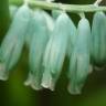 Fotografia 5 da espécie Lachenalia viridiflora do Jardim Botânico UTAD