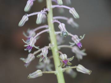 Fotografia da espécie Drimia indica