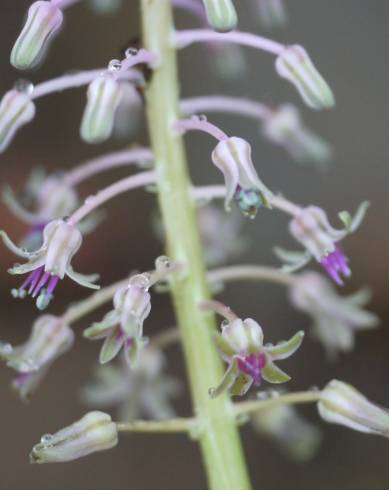 Fotografia de capa Drimia indica - do Jardim Botânico