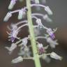 Fotografia 1 da espécie Drimia indica do Jardim Botânico UTAD